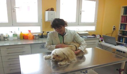 Clínica Veterinaria La Muralla veterinaria atendiendo perro